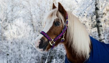photo of brown pony standing near snow covered trees