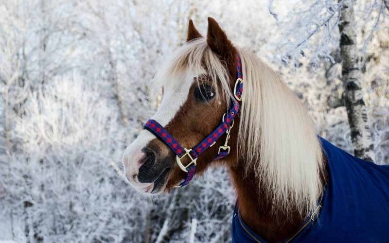 photo of brown pony standing near snow covered trees